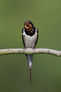Barn Swallow (Hirundo rustica), Mecklenburg-Western Pomerania, Germany