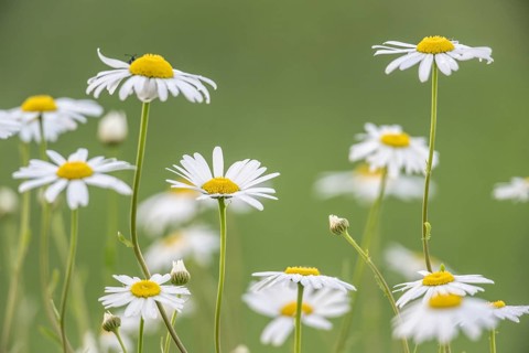 Ox-eye daisy (Leucanthemum vulgare), Emsland, Lower Saxony, Germany