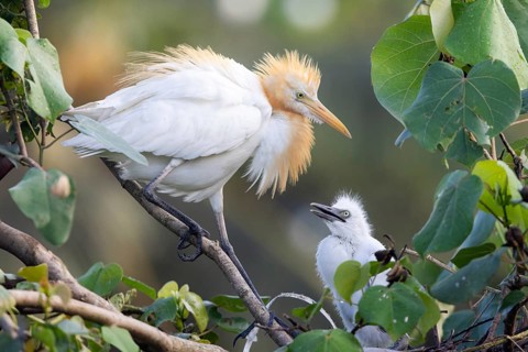 Eastern Cattle Egret (Bubulcus coromandus) with chick, Bali, Indonesia