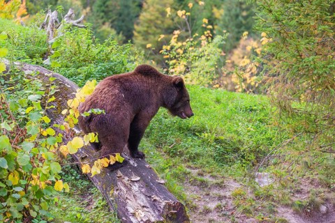 A young male Eurasian brown bear (Ursus arctos arctos) climbs across a rotting log lying on the