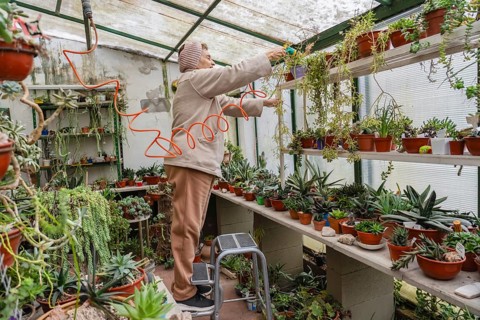 Active older woman in pink knit headband stands on a step stool to reach upper shelf succulents