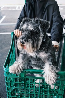A playful Schnauzer sits happily in a green shopping cart, with a person pushing it in a parking
