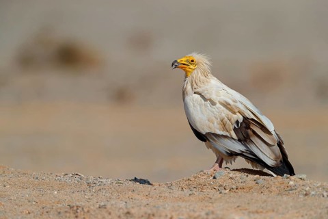 Egyptian Vulture, Neophron percnopterus, Vautour percnoptère, Percnoptère d'Égypte, Alimoche Común