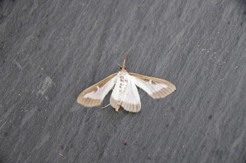 Box tree moth (Cydalima perspectalis), butterfly, cadaver, dead