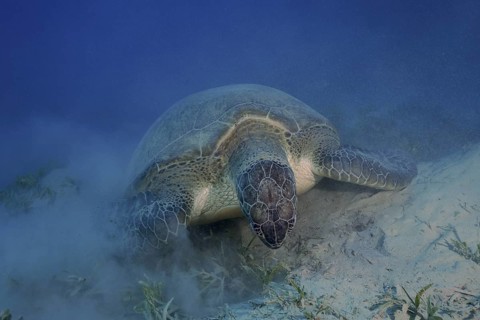 A green turtle (Chelonia mydas) feeds on seagrass on a sandy seabed, stirring up sand, dive site: