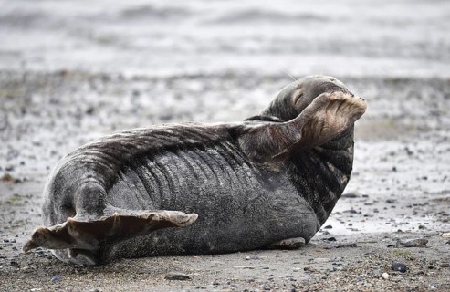 Grey seal (Halichoerus grypus) on the beach of Heligoland, Schleswig-Holstein, Germany