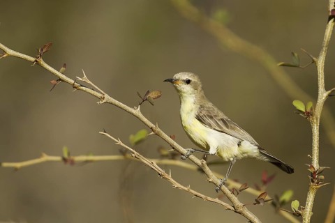 Nile Valley Sunbird (Hedydipna metallica) female, Oman