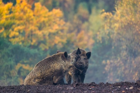 Two wild boars or wild pigs (Sus scrofa) meet and greet in a clearing on hilly terrain. In the