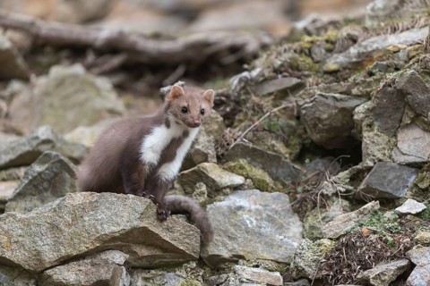 One beech marten running between the stones of a ruin of an ancient castle looking for food