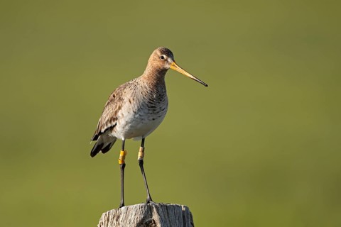 Black-tailed godwit (Limosa limosa), ringed adult bird, Ochsenmoor, Dümmer, Lemförde, Lower Saxony,
