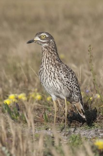 Kaptriel (Burhinus capensis), South Africa