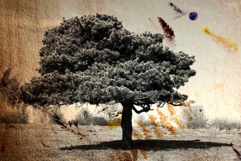 Texture image on a tree in a field