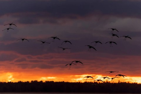 Birds flying in formation under a dramatic evening backdrop with clouds, Crane (Grus grus)