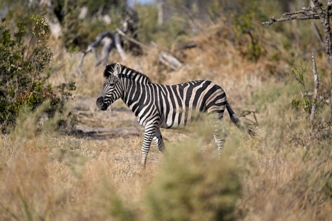 Plains zebra (Equus quagga) near Atzaró Camp, Okavango Delta, North-West District, Botswana