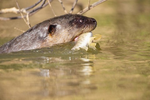 Giant otter (Pteronura brasiliensis) Pantanal Brazil