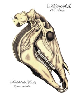 Anatomy, animal kingdom, horse skull. Equus caballus, reproduction of a historical school painting,
