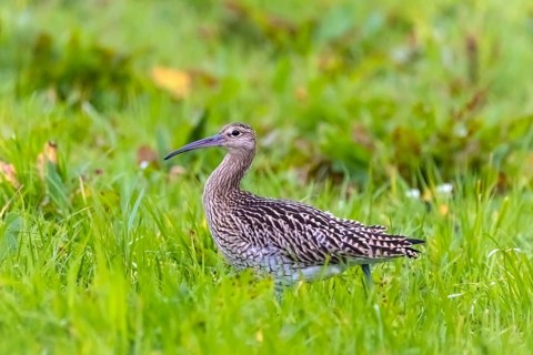 Norway, eurasian curlew (Numenius arquata), Scandinavia
