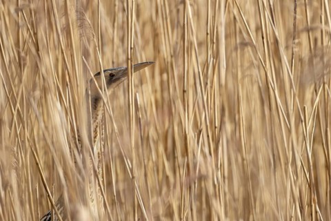 Eurasian or Great bittern (Botaurus stellaris) adult bird in a reedbed in spring, England, United