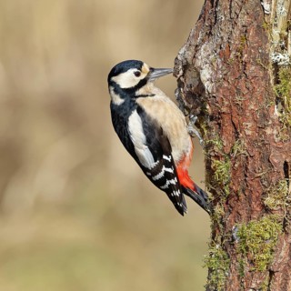 Great spotted woodpecker (Dendrocopos major), female, foraging on a tree stump overgrown with moss