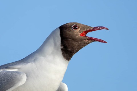 Portrait of a calling black-headed gull (Chroicocephalus ridibundus), summer plumage, breeding