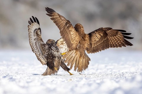 Common Buzzard (Buteo buteo) fighting in snow, Saxony-Anhalt, Germany