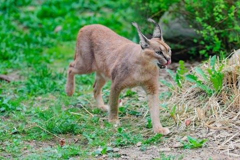A Caracal (Caracal caracal) runs across a green meadow