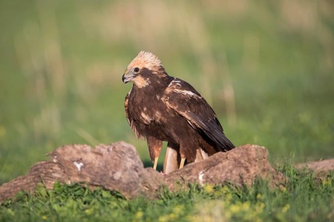 Marsh harrier (Circus aeruginosus), Extremadura, Castilla La Mancha, Spain