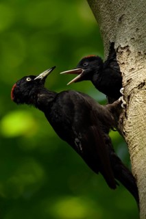 Black Woodpecker (Dryocopus martius) female feeding chicks in nest hole, North Rhine-Westphalia,