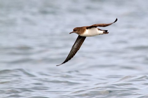 Hutton's Shearwater (Puffinus huttoni) flying, South Island, New Zealand