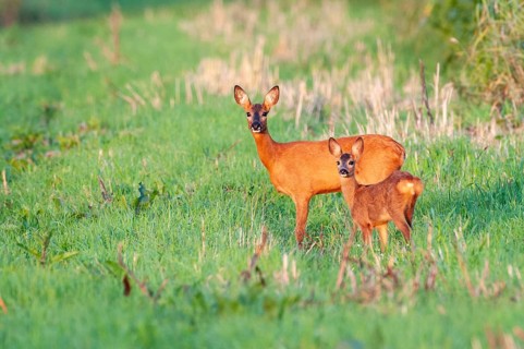 Roe deer (Capreolus capreolus) with fawn, Vechta, Lower Saxony, Germany