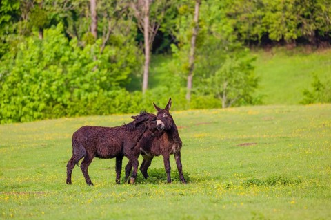 Two mixed breed donkey stallions fight