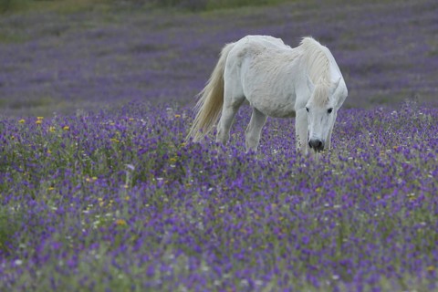 White horse in purple flower meadow, idyll, mold, animal husbandry, landscape, Campillo de
