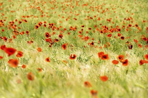A grain field with common red poppy (Papaver rhoeas), Wesertal, Weser Uplands, Weserbergland,