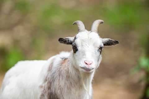 Close-up of domestic goat (Capra aegagrus hircus) portrait, Bavaria, Germany