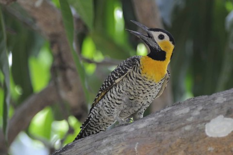 Campo Flicker (Colaptes campestris), Pantanal, Brazil