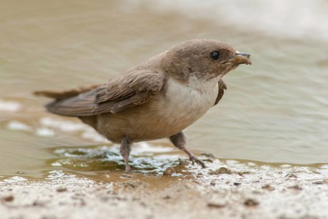 Crag martin, rock swallow, ptyonoprogne rupestris, birds, extremadura, nest building, passeri,