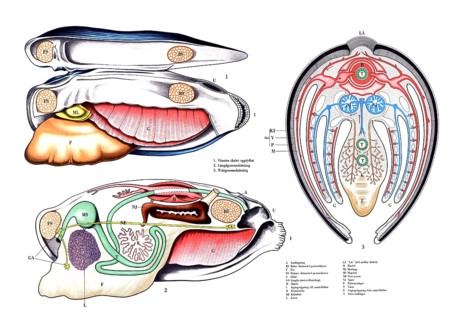 Anatomy of a mussel, probably a painter's mussel or river pearl mussel, in three different views: