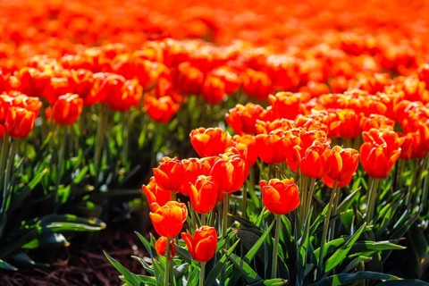 Tulips blooming in a tulip field, Grevenbroich, North Rhine-Westphalia, Germany