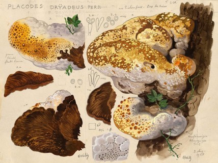Mushroom, fungus, oak bracket, Inonotus dryadeus, syn. Placodes dryadeus, authentic reproduction of