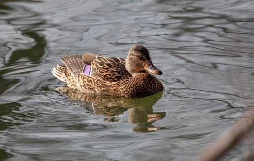 The mallard duck on a water. Krasnodar. Russia