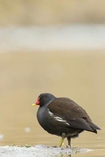 Common Moorhen (Gallinula chloropus), Rhineland-Palatinate, Germany