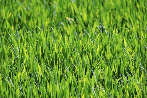 Young grain in a field, Palatinate, Rhineland-Palatinate, Germany
