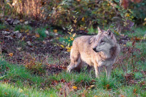 An adult male grey wolf (Canis lupus lupus) runs across a leaf covered meadow at the edge of the