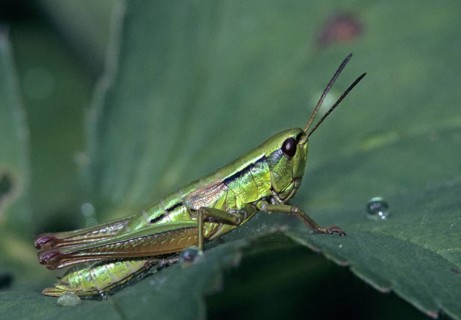 Acrididae, Caelifera, Chrysochraon brachyptera, Euthystira brachyptera, field locusts,