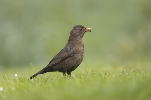 European blackbird (Turdus merula) adult female bird on a garden grass lawn with food in its beak,