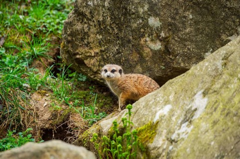 Meerkat (Suricata suricatta) standing between rocks looking around, curious, Germany