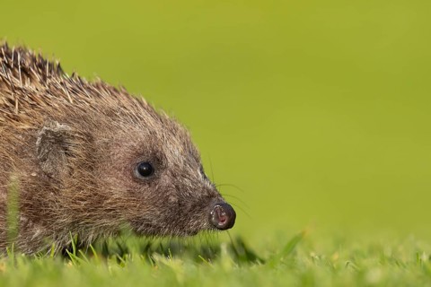 European hedgehog (Erinaceus europaeus) adult animal on a garden lawn, England, United Kingdom