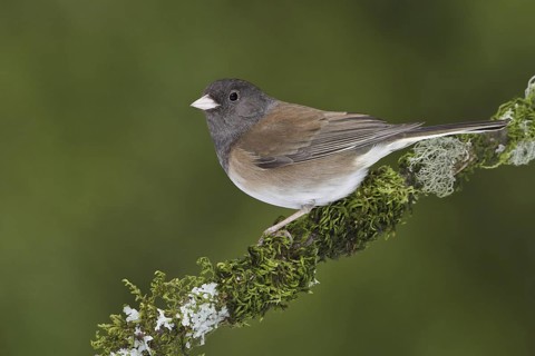 Oregon Junco (Junco hyemalis oreganus), British Columbia, Canada