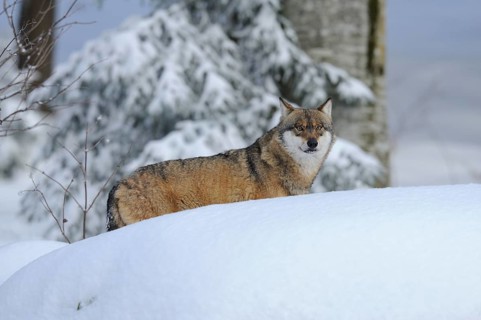 A wolf stands in the snow in front of a wintry forest background, Eurasian wolf (Canis lupus
