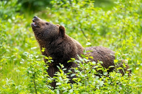 Eurasian brown bear (Ursus arctos arctos) standing between bushes, Bavarian Forest, Bavaria,
